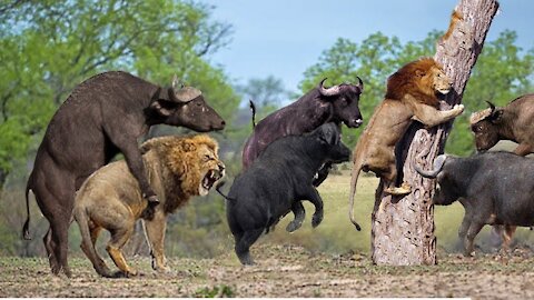 Lion vs Buffalo Battle is not never | Buffalo Too Angry Destroy The Strongest Lion in African