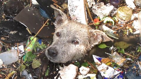 🐶🐕‍🦺Dog's Rescue 🐶🦮