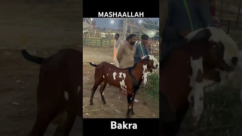 Bakry ki Hight Check Karo #bakramandi #bakra #big #eiduladha2023 #vlog