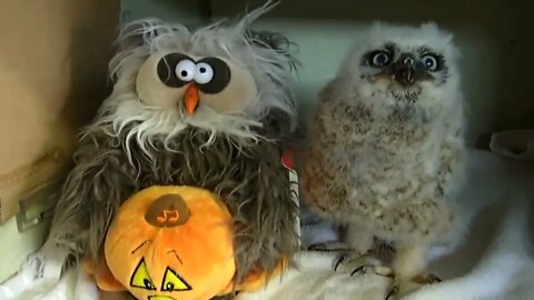 Happy Owl-oween