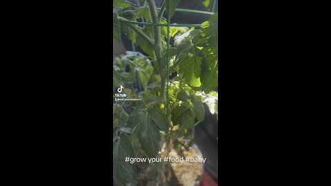 Organic Tomato Plant