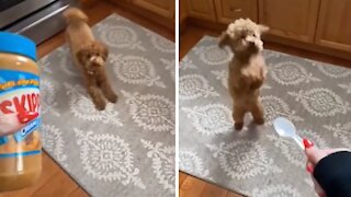 Adorable Puppy Goes Absolutely Crazy For Peanut Butter