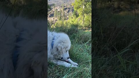 #greatpyrenees #livestockguardiandog #wildernessliving #livingthedream #doglover #dogs #doglife