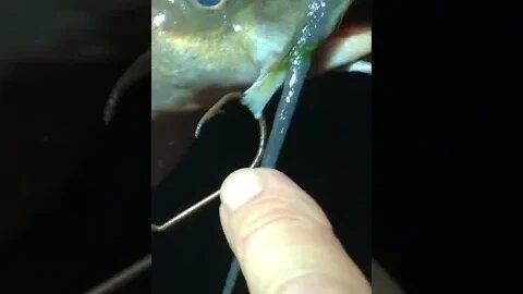 How Did You Catch that CATFISH and a SNAIL!?