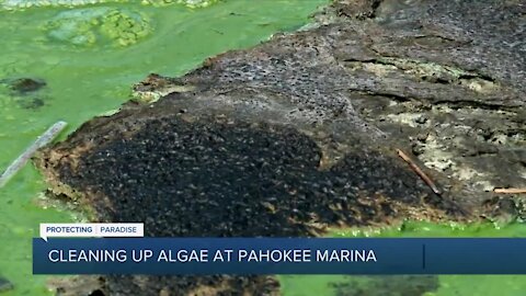 Pahokee Marina closed as toxic algae cleanup continues amid health alert