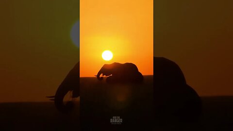 Elephants At Sunrise #shorts | #ShortsAfrica