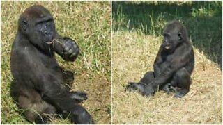 Gorilla bros have fun at the zoo