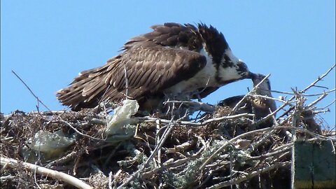 Merritt Island National Wildlife Refuge, Florida. Slideshow.