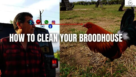 GAMEFOWL Broodstock House Cleaning Walkthrough