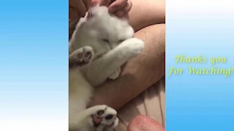 Adorable and Hilarious Cat videos that would make you cry in 15 sec!