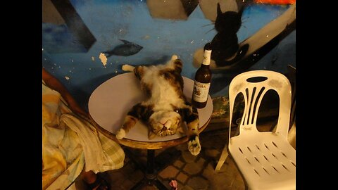 Drunk cats) Selection 😂