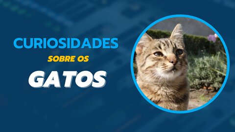 Curiosidades sobre os Gatos