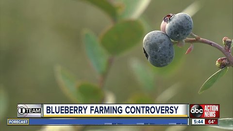 Blueberry farmers: Taxpayer-funded University of Florida helping the competition in Mexico