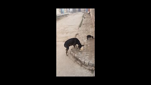 funny dogs and street dogs.