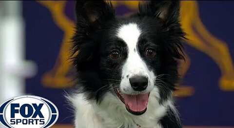 watch 5 of the best WKC dog show moments to celebrat national puppy day