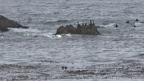 Bird Rock -17 Mile Drive - Carmel,CA