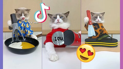 THAT LITTLE PUFF TikTok Compilation 2022 #catdrinkmaker #cats