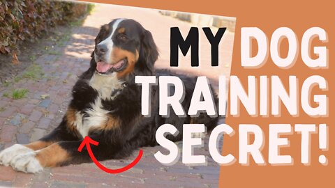 ✅ Basic Dog Training 🐶 - Top 10 SECRETS to improve his BEHAVIOR!! 💥