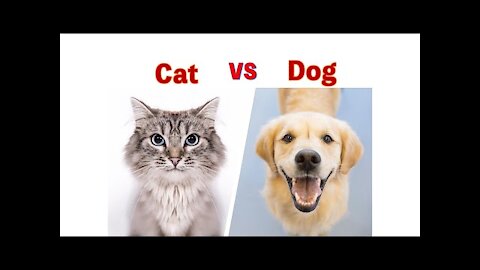 Want a Pet ? Dogs or Cats? Fun Facts Explained 2021