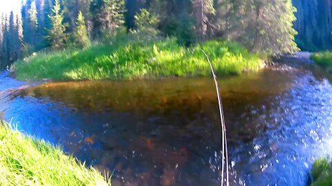 Fly Fishing on Newsome Creek in North Idaho