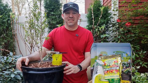 Planting a Parfianka Pomegranate #1 Ranked Taste Tested Variety | White Washing with IV Organic