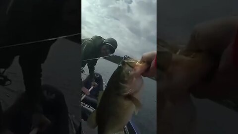 CRAZY Fish Catch! #fishing #shorts