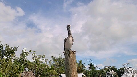 Robbies marina islamorada Florida keys