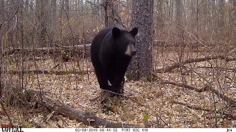 BEARS ON A LOG | You can't believe the bears & other critters using this log!