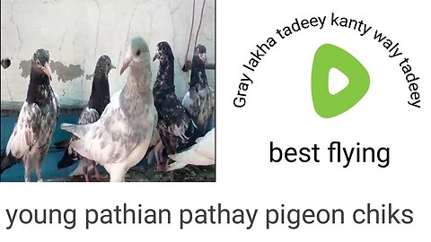 Beautiful pigeon tadeey kanty waly tadeey ali waly chiks