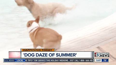 Dog Daze of Summer event to cool off with your pets