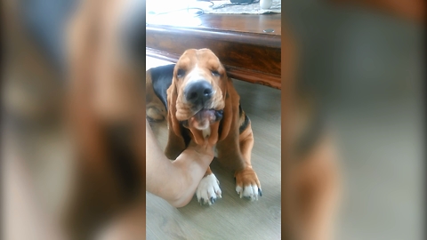 Take your foot! Sweet Basset hound talking to his dad