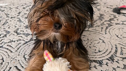 Yorkie Bed Head