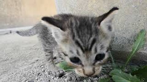 Stray sibling kittens playing in the park are way too cute