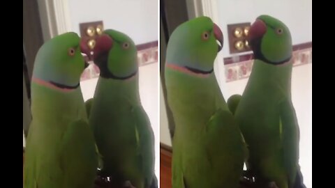 Parrot Talks to himself in the mirror