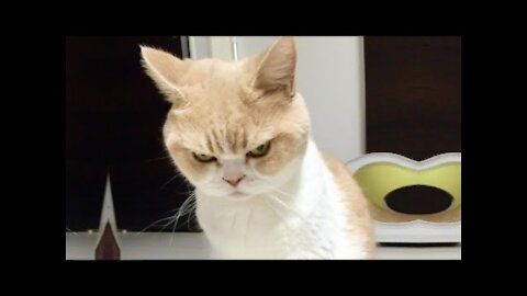 Good for Funny Angry Cats, Watch this Pets video are real pets funny