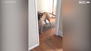 Cagnolina ha paura del parquet di legno