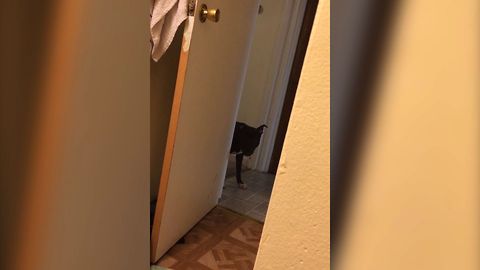 Excited Dog Plays Hide And Seek