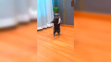 dog dancing video