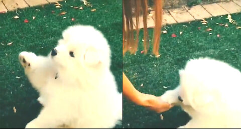 Flesh teaches little Samoyed high-five, his hands are so short