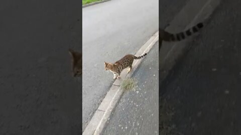 My cat followed me for a walk... #bengalcat #cutecat #viralcat