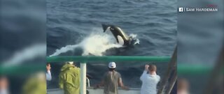 Family of killer whales escort boat off Texas coast