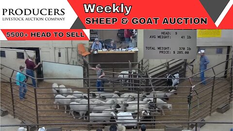 5/30/2023 - Producers Livestock Auction Company Sheep & Goat Auction