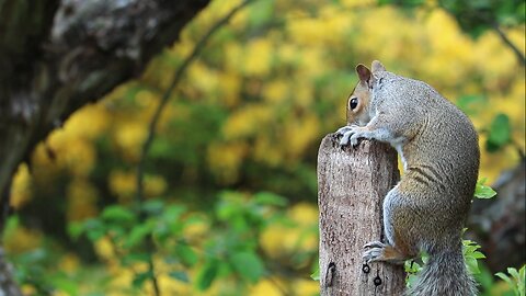 Squirrel On a Wood