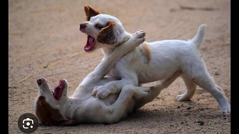 "Fluffy Frenemies: Adorable Puppies Duke it Out as Fowl Spectators Cheer Them On!"