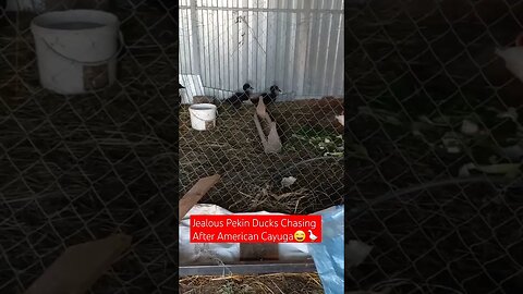 Jealous Pekin Duck Chasing After American Cayuga ducklings😁🪿|#shorts #short #shortvideo #farming