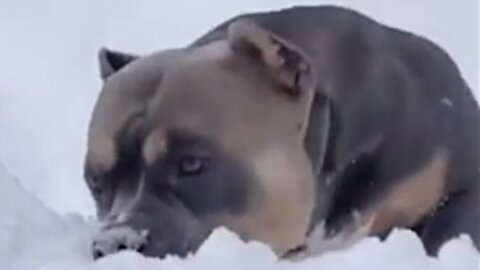 Cute And Funny Dog Playing In The Snow | Smart Puppy | Lovely Pets