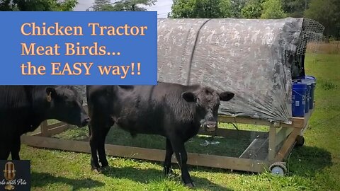 Chicken tractor meat birds the easy way