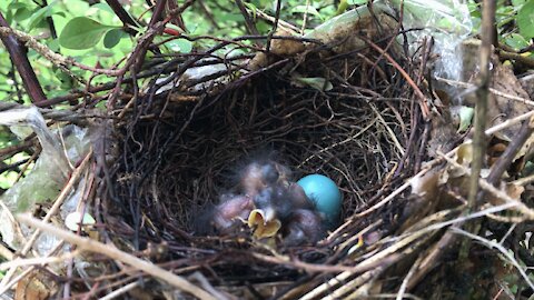 The first day the birds was born