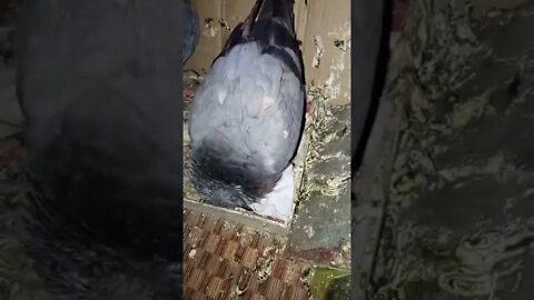 😢 कबूतर 🕊️ कुछ नहीं खा रहा है। एक मर गया है। #shorts #kabutar #pigeon #viral #viralvideo#shorts