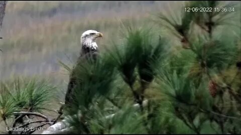 Bald Eagle at The Marsh 🦅 12/06/22 15:36